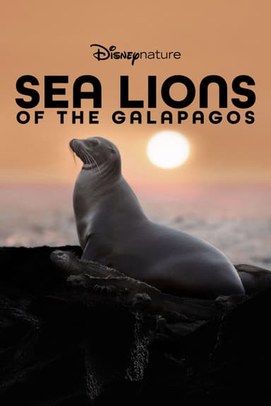 Sea Lions of the Galapagos poster